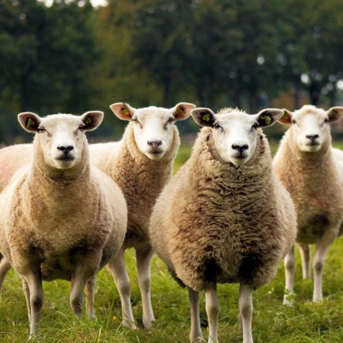 Hallal Meat company schapen (2)